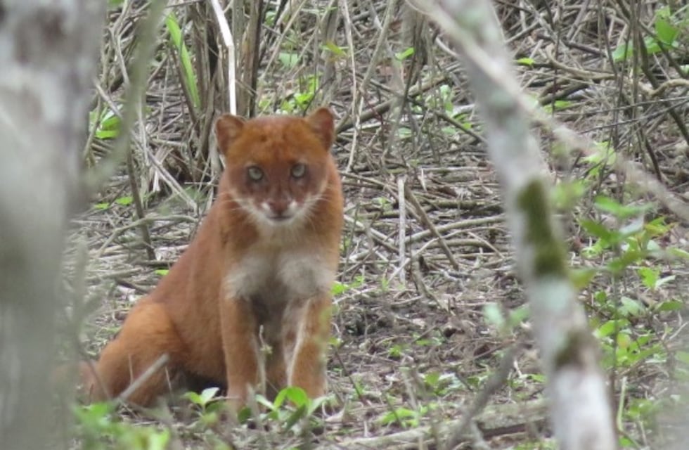 Rescataron un animal herido en Los Molles pensando que era un puma, pero no lo era