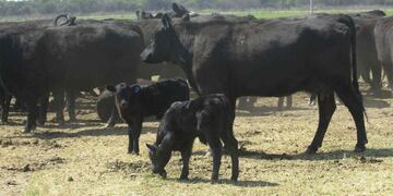 Ciclos de pariciones en bovinos, un ternero al año.