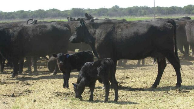 Ciclos de pariciones en bovinos, un ternero al año.