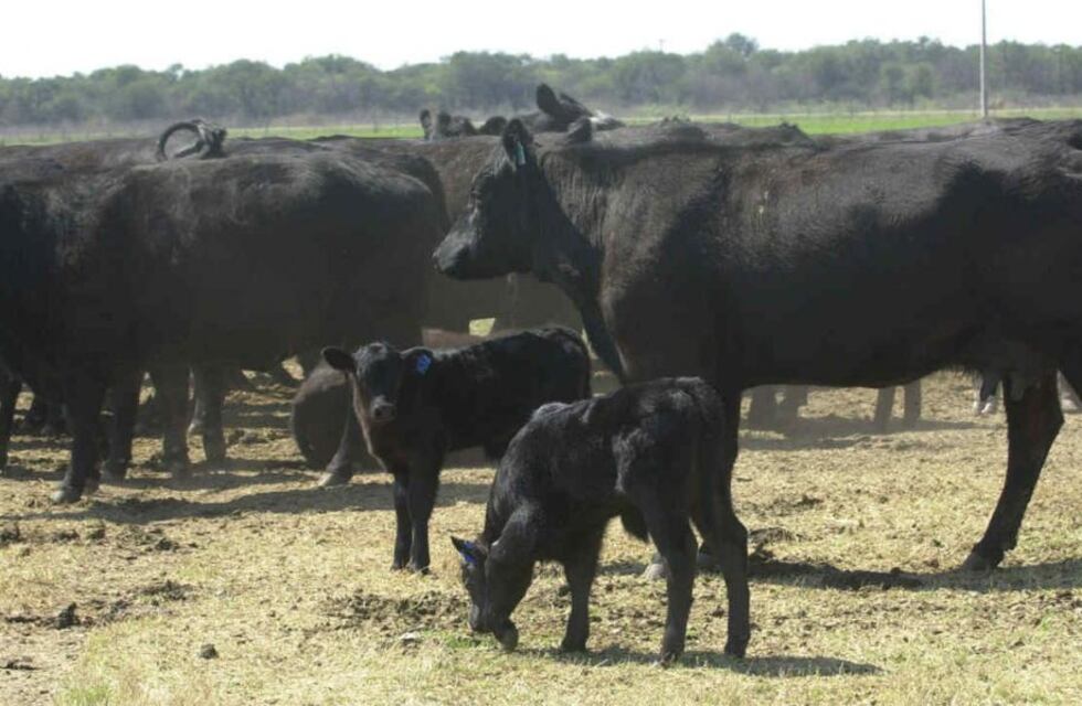 La importancia de la reproducción bovina: Un ternero por vaca al año