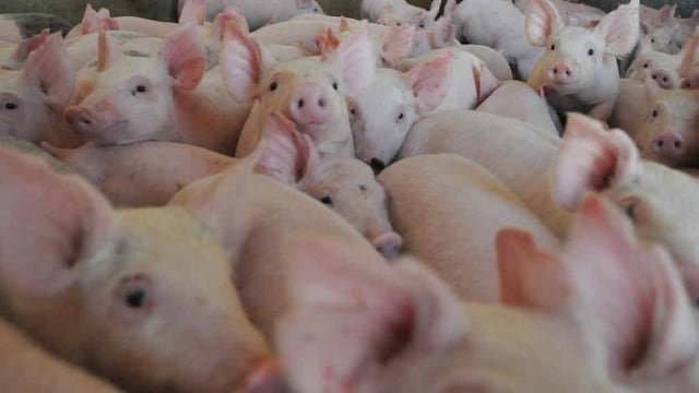 CERDOS. (Imagen ilustrativa).