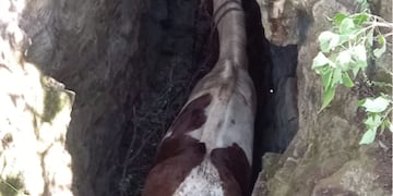 El caballo en el pozo. (Policía)