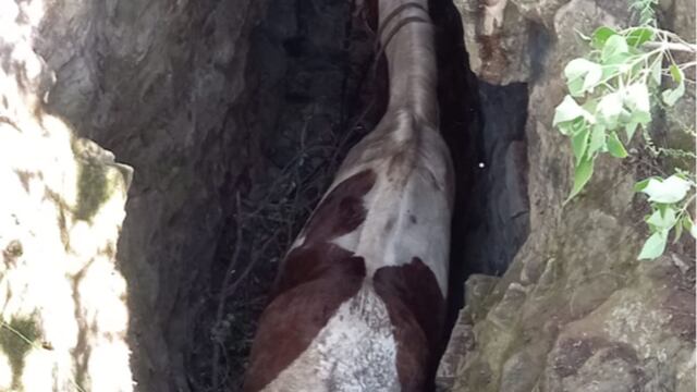 El caballo en el pozo. (Policía)