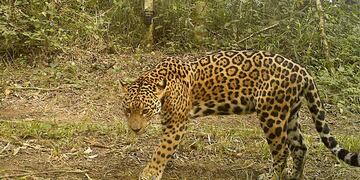 Una reconocida yaguareté fue captada por cámara en el Parque Nacional Iguazú
