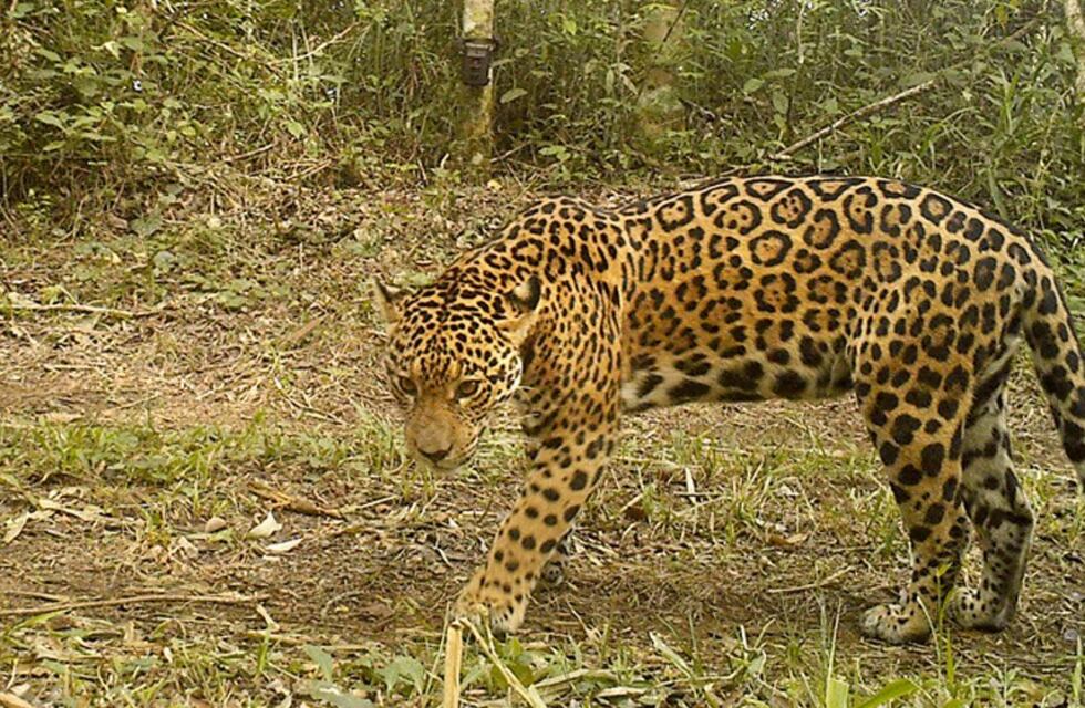 Una reconocida yaguareté fue captada por imágenes en el Parque Nacional Iguazú