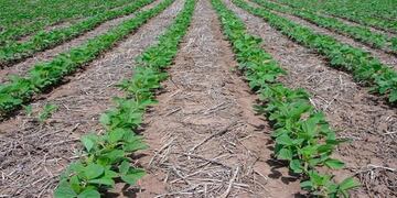 Surco de siembra directa