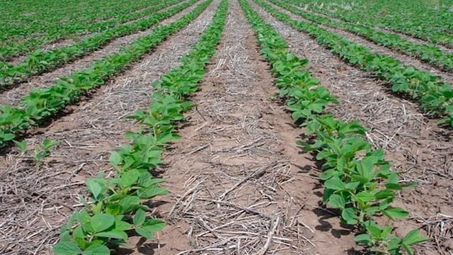 Surco de siembra directa