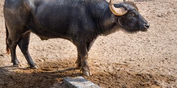 Trasladan al búfalo Rubén del Parque de la Biodiversidad a un santuario en Entre Ríos. (Municipalidad de Córdoba)