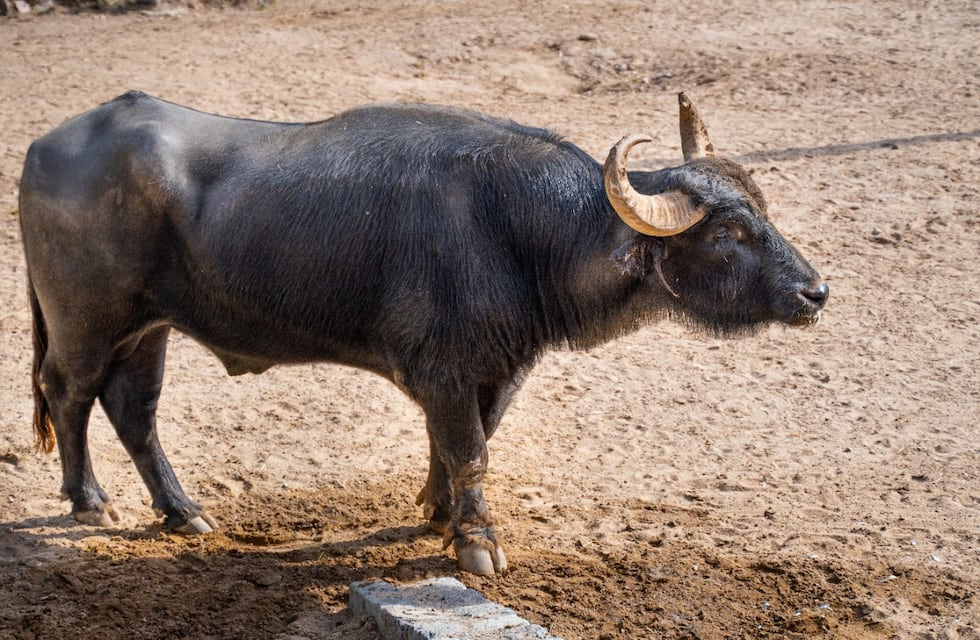 Trasladan al búfalo Rubén del exzoo de Córdoba hasta Entre Ríos, acompañado y monitoreado