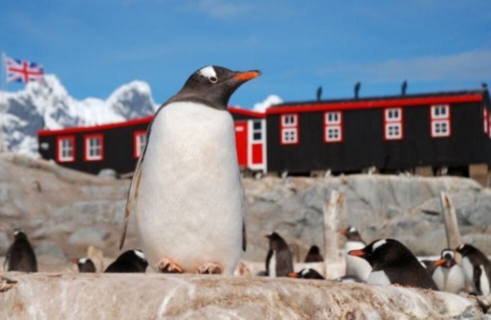 Día del Pingüino: la increíble oferta para ir a buscar estos animales a la Antartida