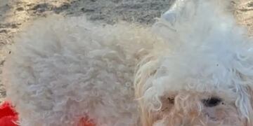Cristiano perrito caniche extraviado en Arroyito