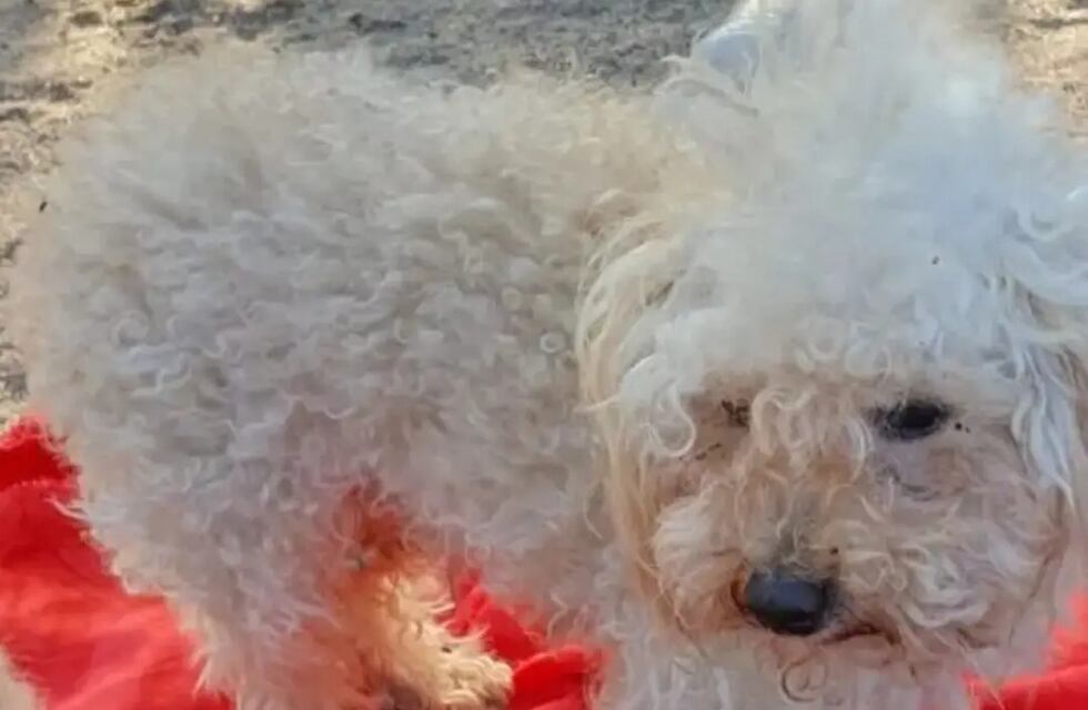 Arroyito: una mujer ofrece $10.000.000 de pesos para poder recuperar a su perro caniche