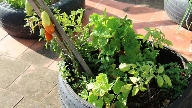 La Municipalidad promueve el cultivo de verduras y hortalizas en un modelo de huertas solidarias.