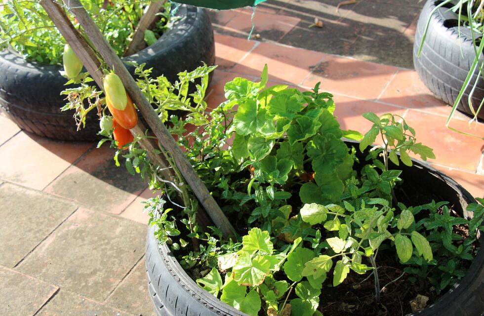 Huerta orgánica del parque Belgrano donó su producción al hogar Guillermón