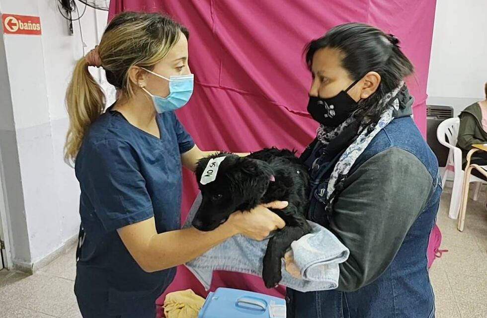 Nueva jornada especial de castraciones