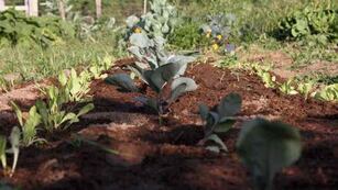HUERTAS. El objetivo del programa es que las familias puedan producir parte de sus propios alimentos sin salir de sus hogares.