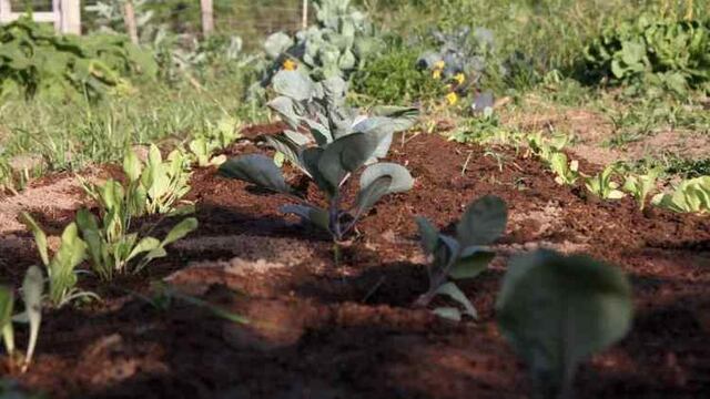 HUERTAS. El objetivo del programa es que las familias puedan producir parte de sus propios alimentos sin salir de sus hogares.