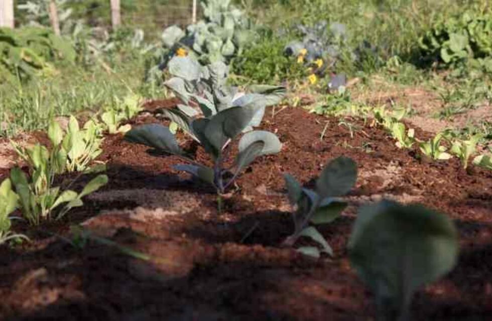 Taller de huerta en otoño
