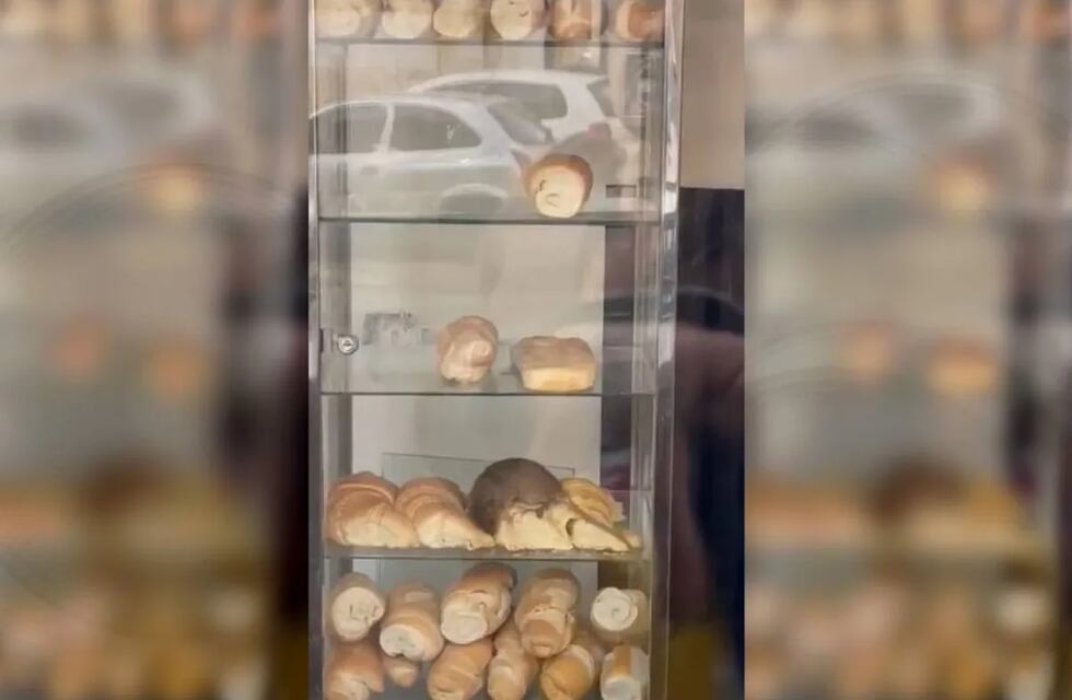 Un video captó como una rata comía medialunas en una panadería en Congreso y se volvió viral