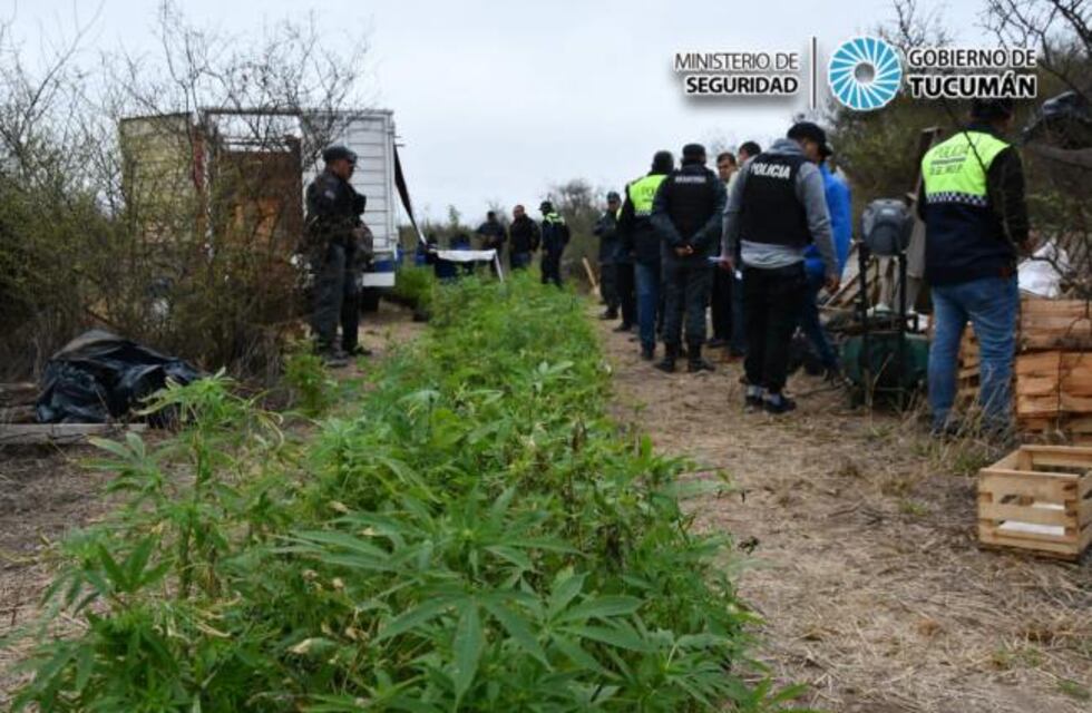 En Trancas secuestraron cerca de mil plantas y plantines de marihuana