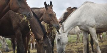 La asociación se encarga de cuidar a cerca de 30 caballos.
