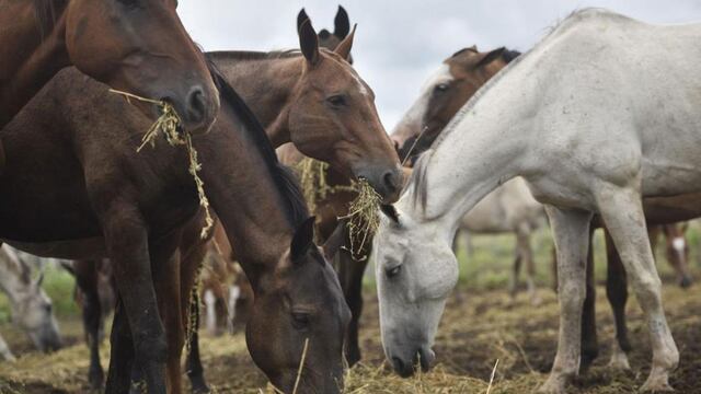 La asociación se encarga de cuidar a cerca de 30 caballos.