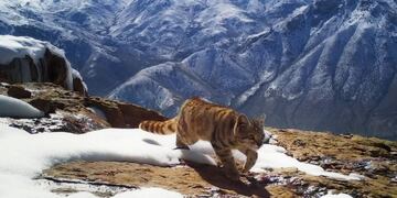 Gato Andino, el Fantasma de Los Andes