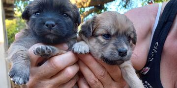 Rifa Corazón de Trapo Arroyito