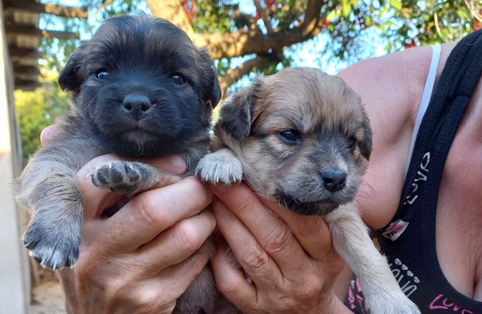 Asociación de Arroyito que rescata animales abandonados, lanza una rifa por deudas en castraciones y medicamentos
