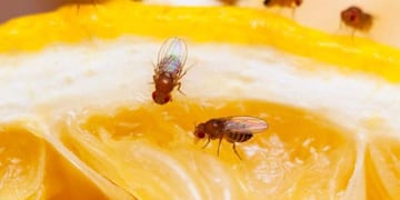 Las molestas moscas de la fruta: cómo eliminarlas