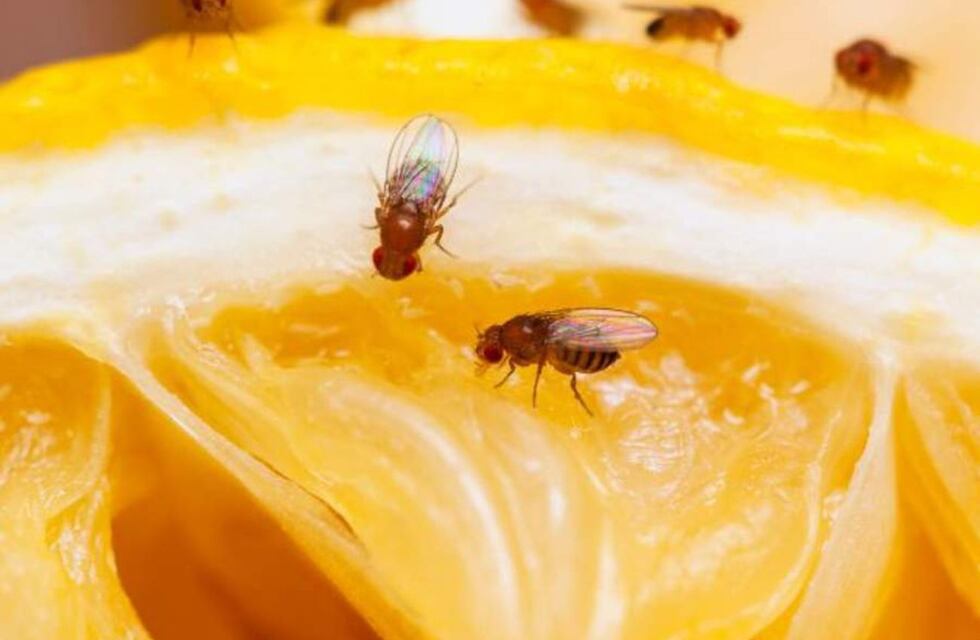 Cómo eliminar las mosquitas de la fruta con una trampa casera