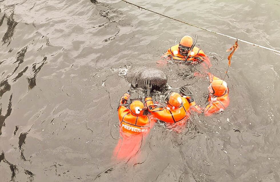 Autoridades provinciales intervinieron en al aparición de falsas orcas en la Bahía de Ushuaia