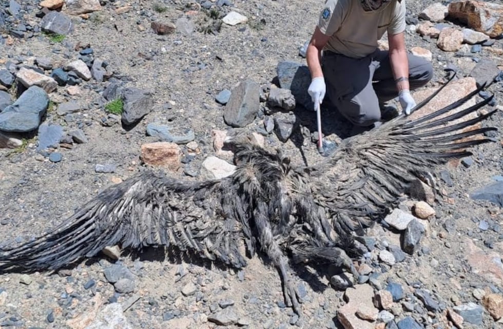 Indignación por la muerte de un cóndor andino en Mendoza: “Tenía 11 perdigones”