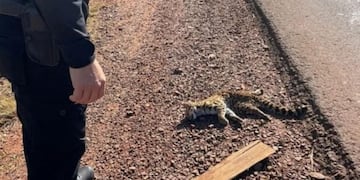 Atropellan y matan a un gato tirica sobre la Ruta Provincial N°5.