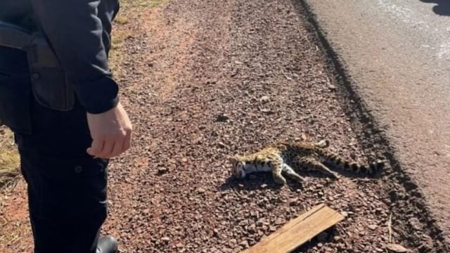 Atropellan y matan a un gato tirica sobre la Ruta Provincial N°5.
