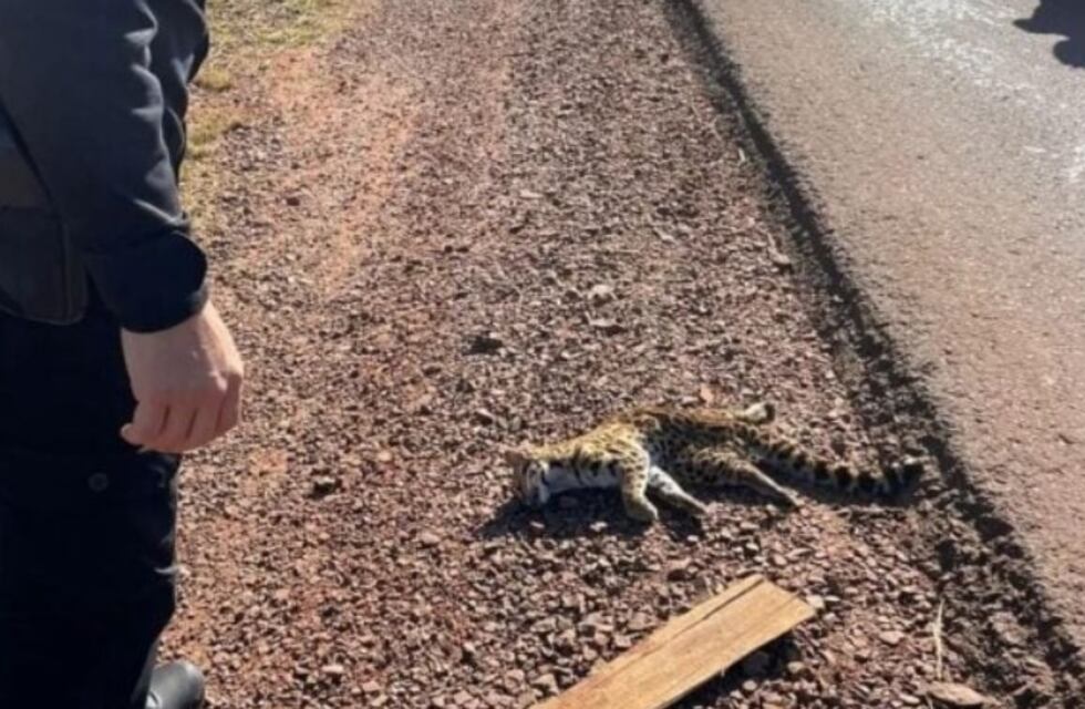 Atropellan y matan a un gato tirica sobre la Ruta Provincial N°5