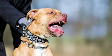 Un bebé fue atacado por un pitbull en Córdoba.