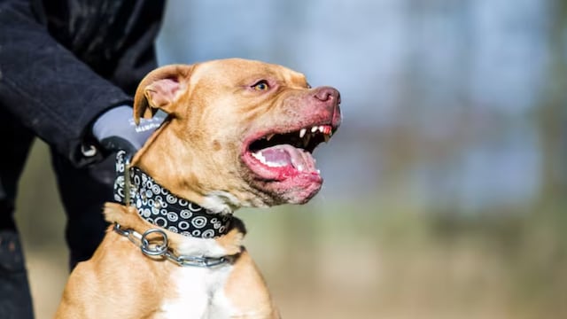Un bebé fue atacado por un pitbull en Córdoba.