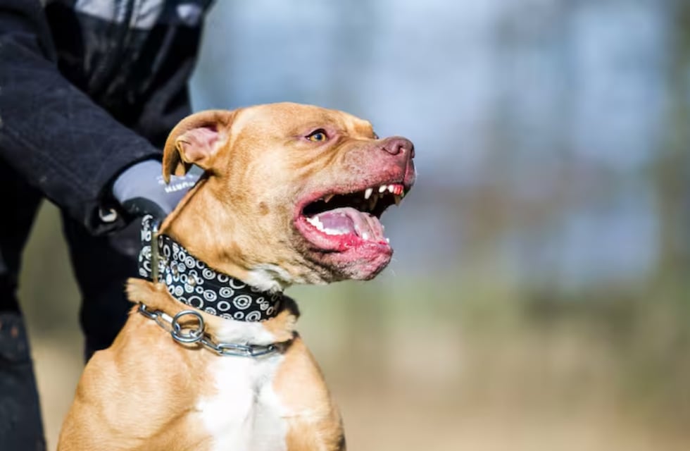 Un bebé de 1 año fue atacado por un pitbull: está grave en Córdoba