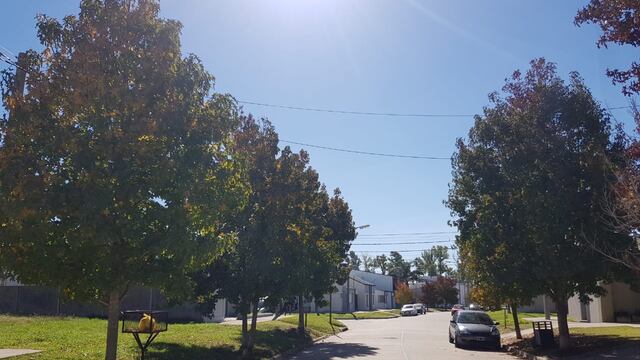 Arbolado público de Rafaela