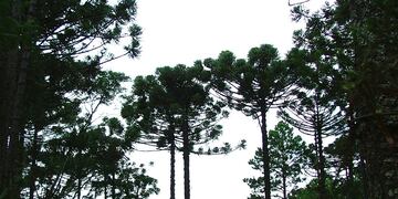 Evitar incendios en el corredor 101, que une el tramo desde Iguazú, Andresito, San Antonio e Irigoyen.