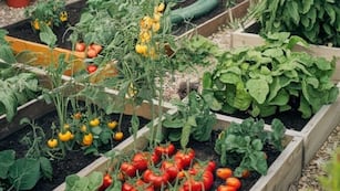 Para la primavera: las 5 plantas de huerta que se siembran en septiembre y se cosechan en verano