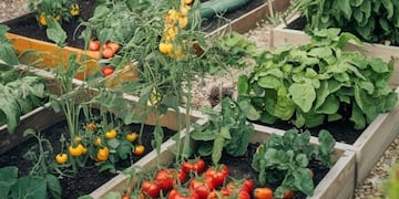 Para la primavera: las 5 plantas de huerta que se siembran en septiembre y se cosechan en verano