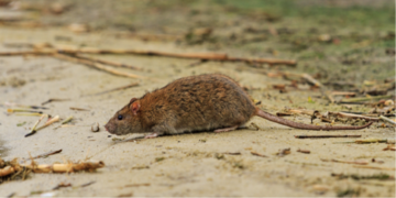 Una niña de 8 años murió al contraer Hantavirus.