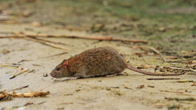 Una niña de 8 años murió al contraer Hantavirus.