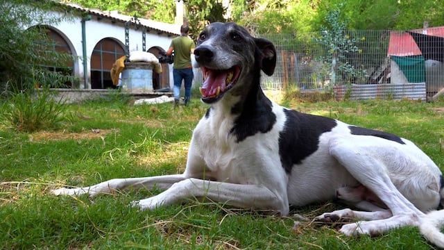 Acción perros en situación de calle.