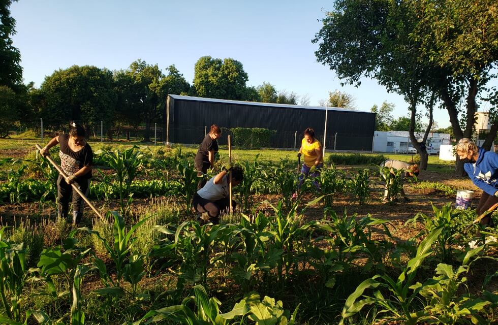 Propician huertas comunitarias productivas en Rafaela