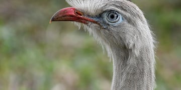 Un ejemplar de Chuña de Patas Rojas fue fotografiado en Misiones.