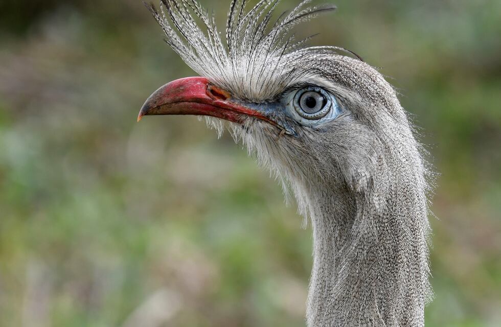 Fotografían por primera vez a una Chuña de Patas Rojas en el Parque Provincial Moconá