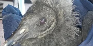 Encontraron un cuervo en las calles de Córdoba.